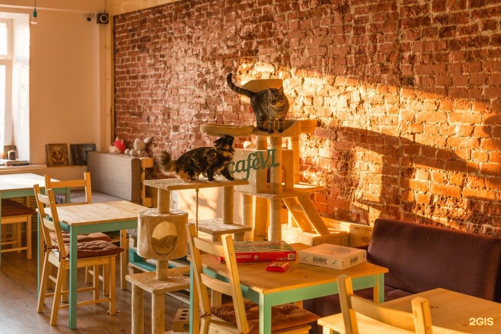 Включи коте ресторан. Кафе в кошачьем стиле. Кафе с котами. Кафе с котиками в Минске. Кафе с кошками Владивосток.