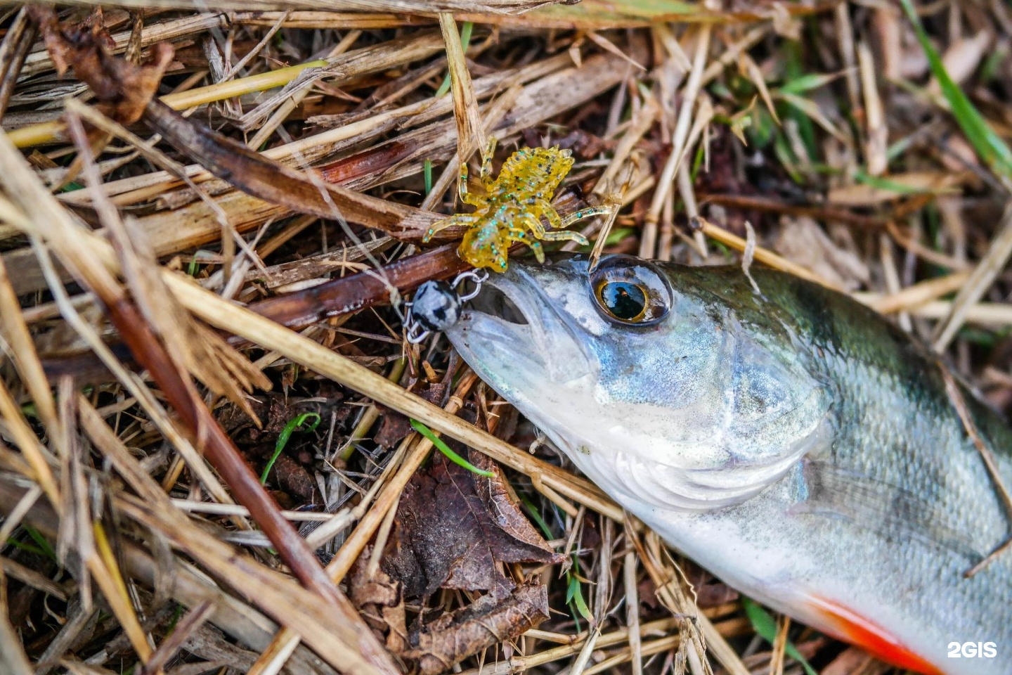 Интернет рыбалка. Jigfishing.