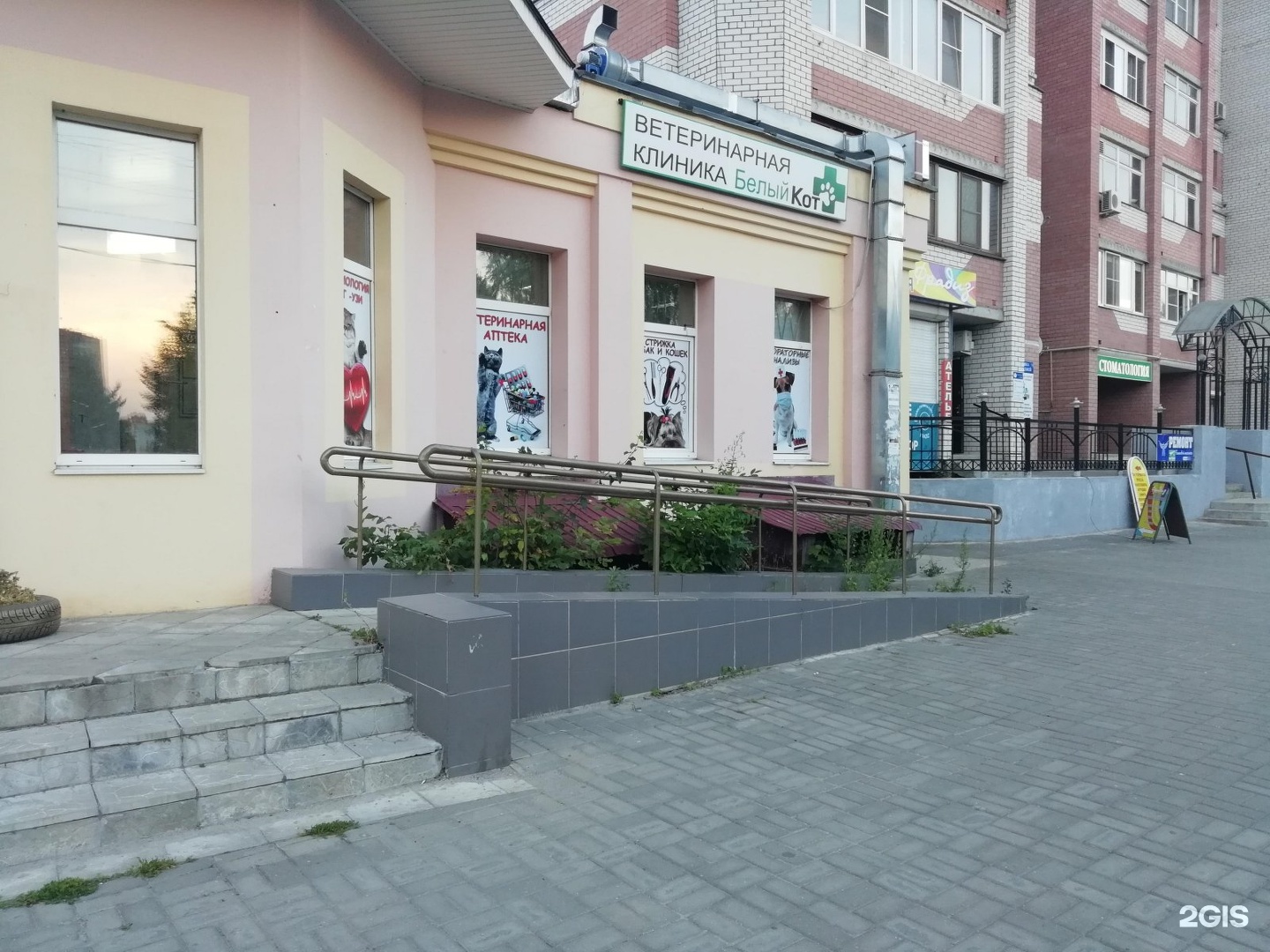 Электросталь белый кот