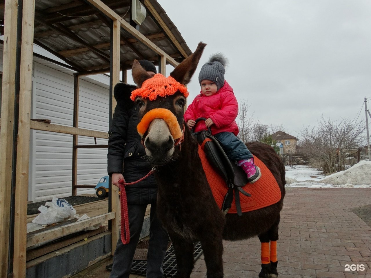 Royal Horse Кострома. Роял Хорс Кострома.