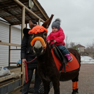 Фото от владельца Royal Horse, конный клуб