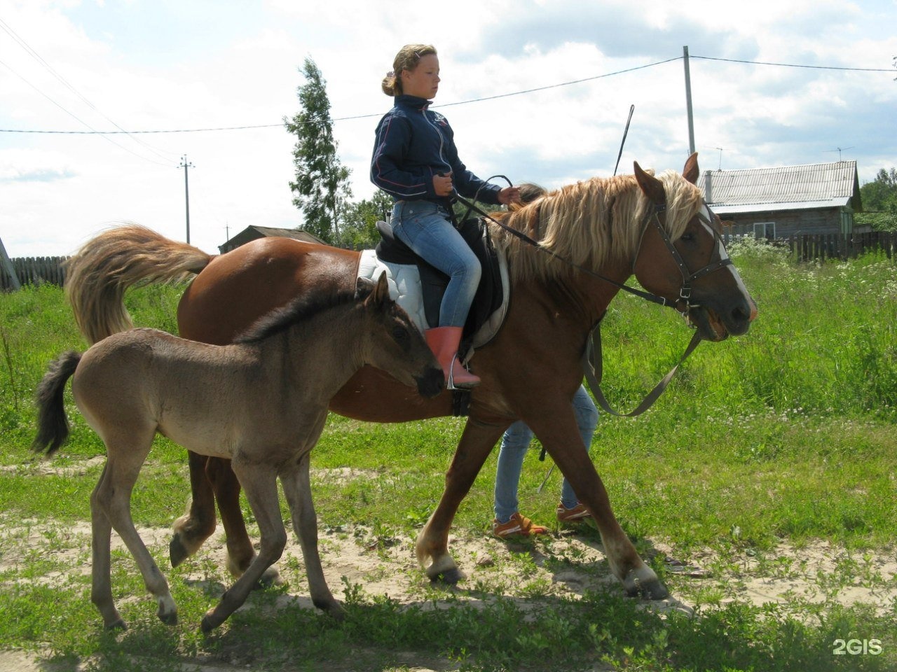 Конный клуб Royal Horse, деревня Клюшниково. Роял Хорс Кострома. Роял Хорс Кострома конный клуб. Конный клуб темная лошадка.