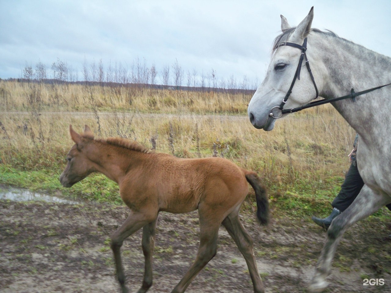 Royal Horse Кострома. Роял Хорс Кострома. Роял Хорс Кострома конный клуб. Анапа Хорс конный клуб.