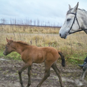 Фото от владельца Royal Horse, конный клуб