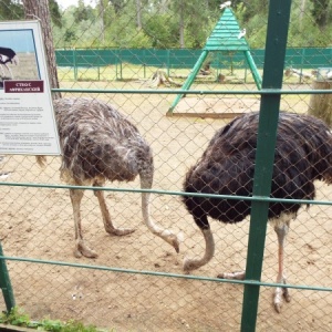Фото от владельца Костромской зоологический парк