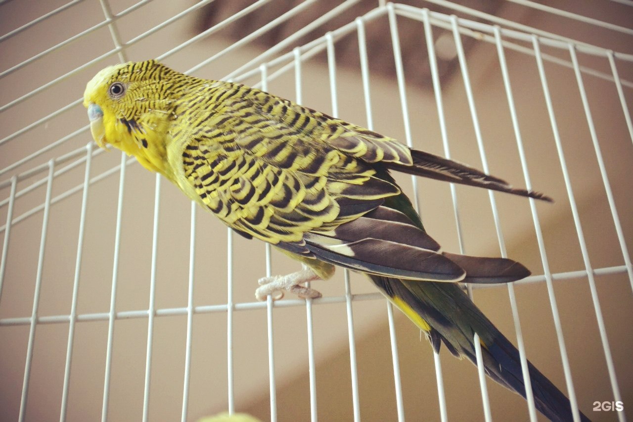 эколого биологический центр г улан удэ