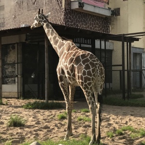 Фото от владельца Ленинградский Зоопарк