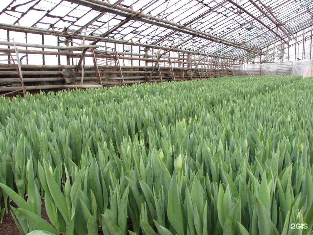 декоративные культуры барнаул. ао декоративные культуры в барнауле адрес. армавир питомник растений им плохова. декоративные культуры барнаул. декоративные культуры нальчик.