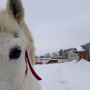 Фото от владельца ВВТ, конно-спортивный клуб