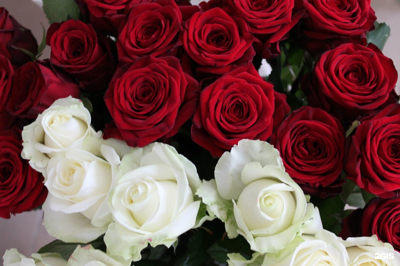 Алые розы мп3. Красивые розы. Алые розы. Миллион роз. 1000000 Роз букет.