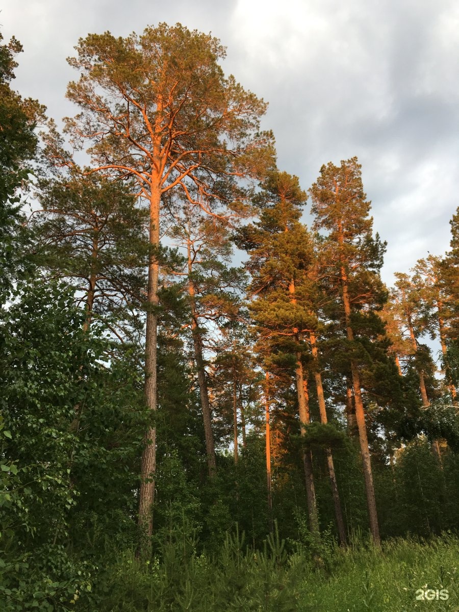 Лукоморье братск база отдыха