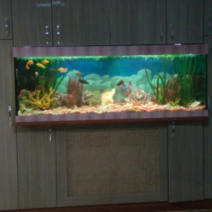 Фото от владельца Аквариумы от Ихтиандра, компания по обслуживанию и продаже аквариумов и уходу за их обитателями