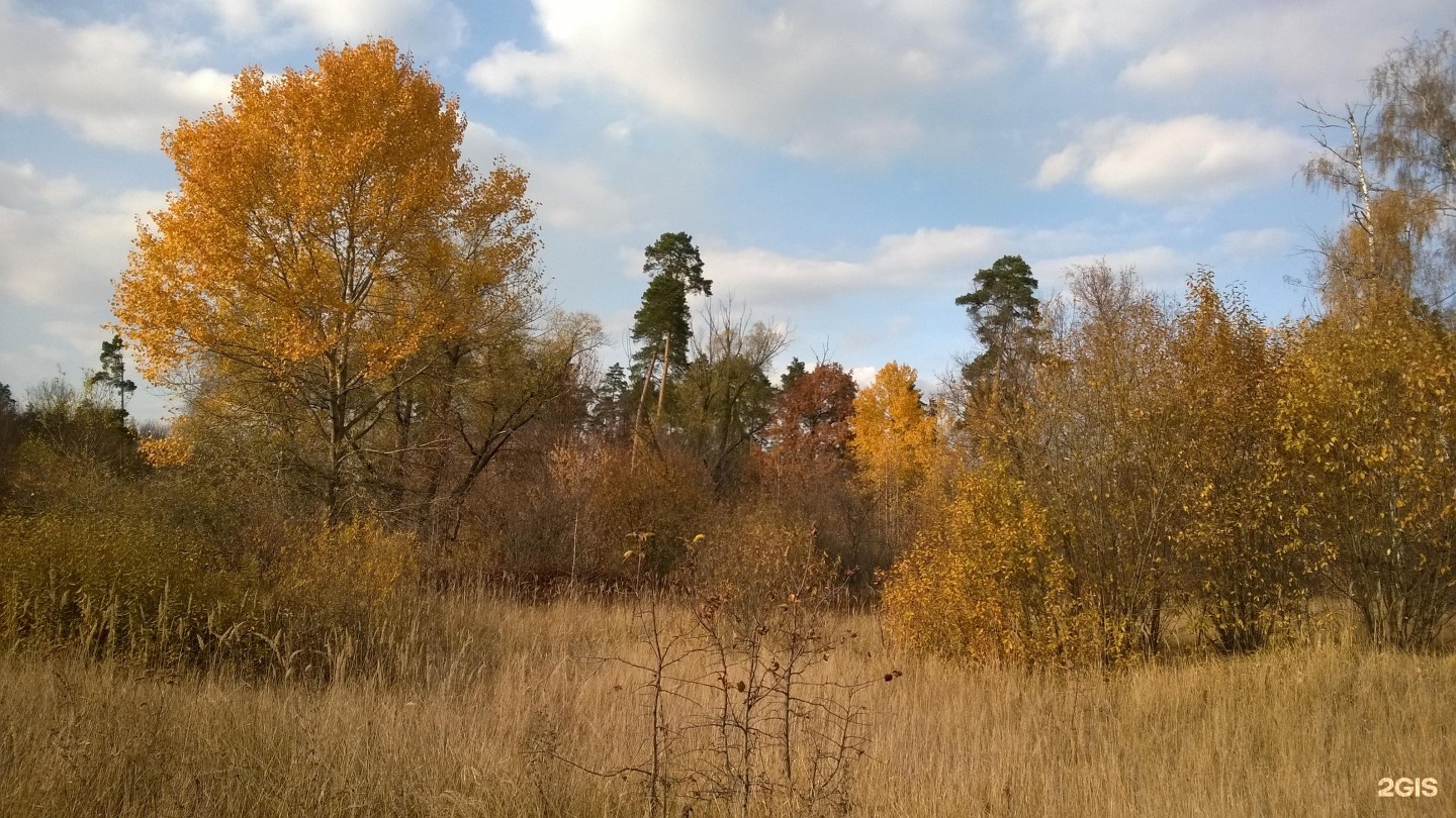 Центр лес великий новгород