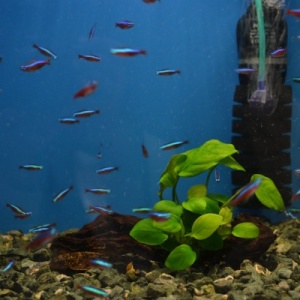 Фото от владельца РИФ, аквариумный салон