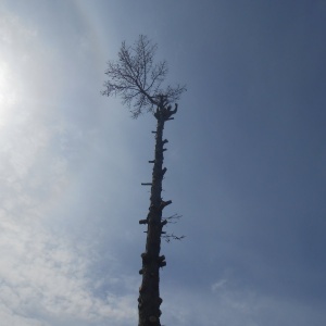 Фото от владельца Агент Ландшафт, служба спила деревьев, озеленения и благоустройства