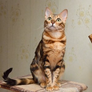 Фото от владельца Шах, многопородный питомник кошек