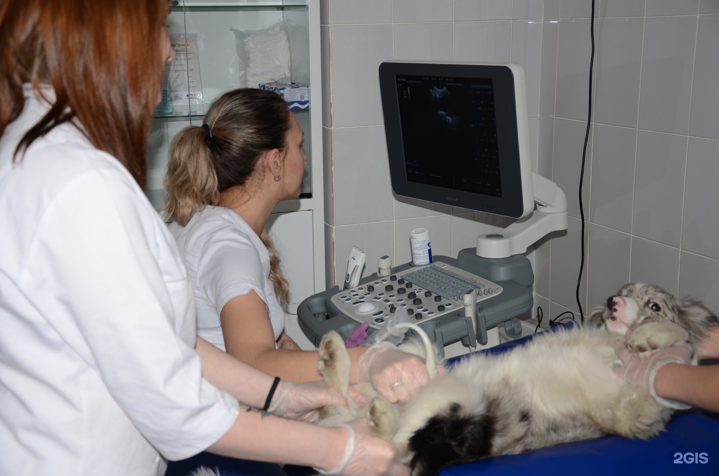 Узи Сердца Коту