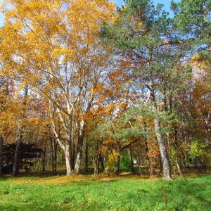 Фото от владельца Городской парк культуры и отдыха им. Ю.А. Гагарина