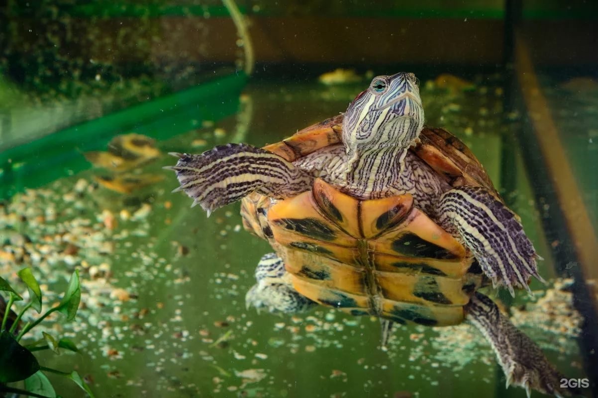 Купить черепаху водную. Черепаха водная красноухая. Красноухая водяная черепаха. Красноухие Черепашки. Черепаха красноухая черепаха.
