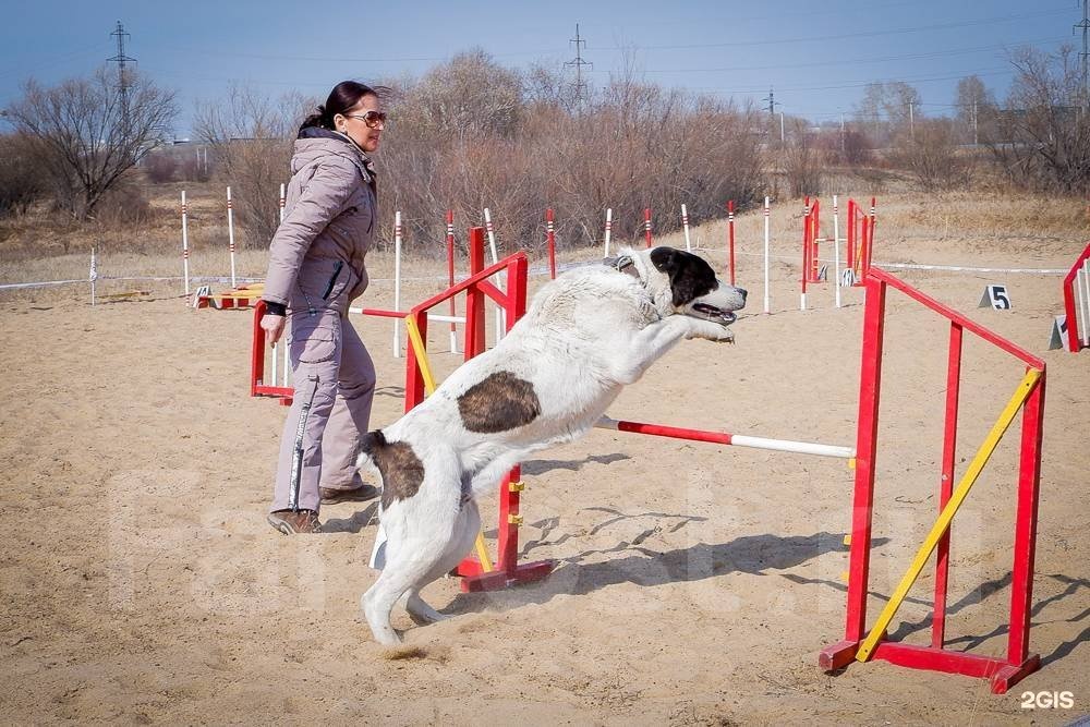 Собаки комсомольске на амуре. Дог школа. School Dog.