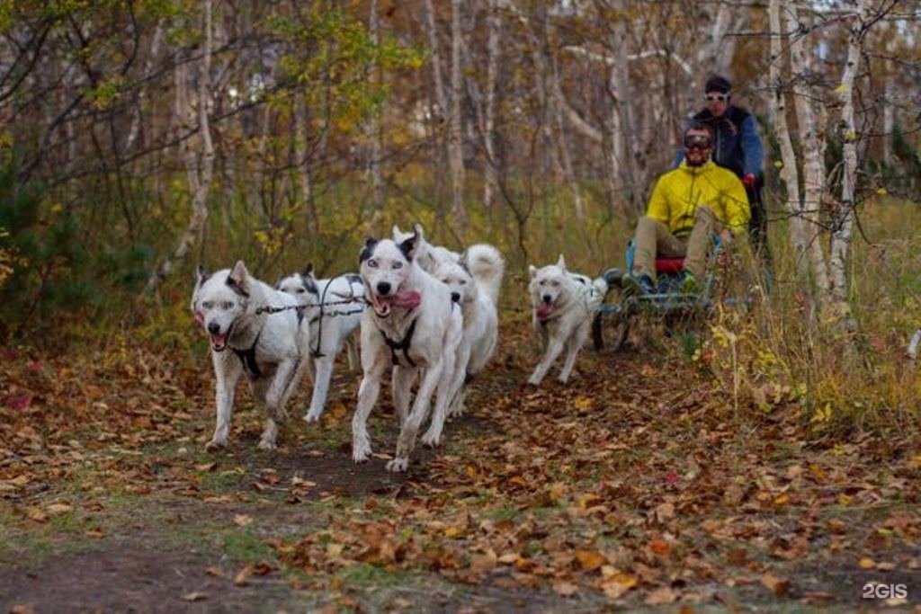 Питомник камчатка собаки. Питомник снежные псы Камчатка. Питомник ездовых собак Камчатка. Питомник ездовых собак снежные псы Камчатка. Этническая экскурсия в питомник ездовых собак Камчатка.