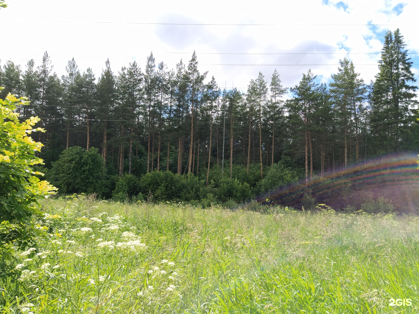 боровецкий лес в набережных челнах