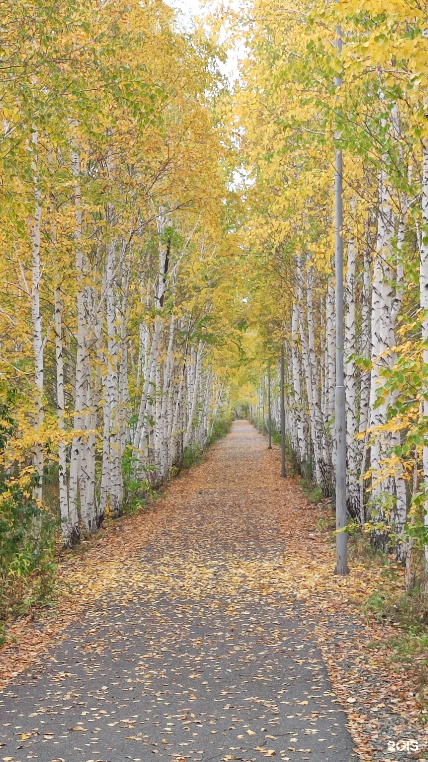 Жапон әйелі трусикиге сисады видео