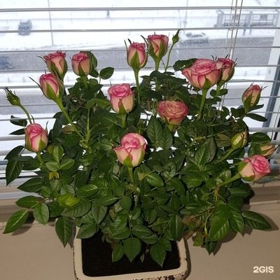 Магазин Ивановский Текстиль Сургут Адреса Магазин Ивановский Текстиль Сургут Адреса