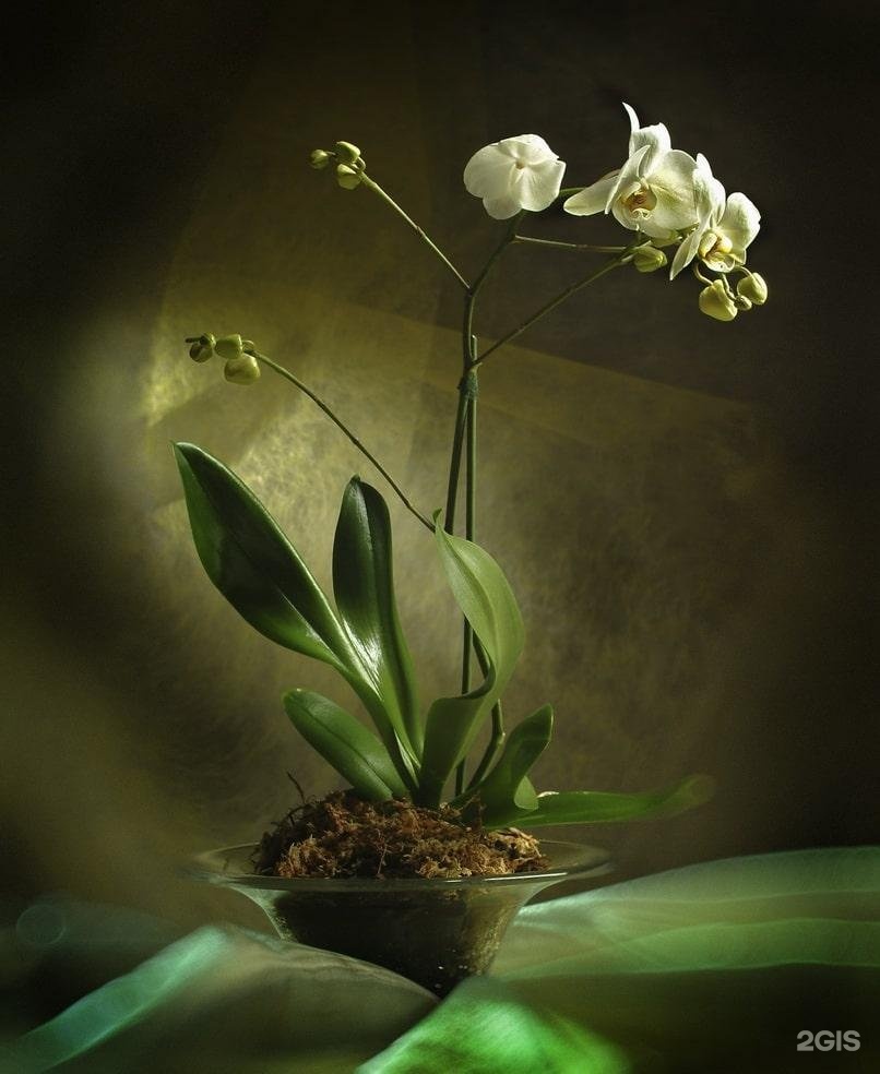 Изображение организации