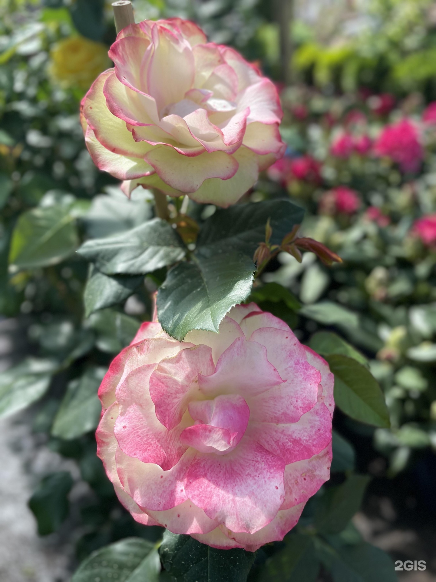 Изображение организации