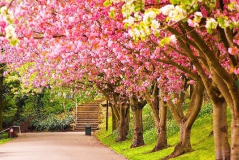 Смена: Отель Лафер Ренессанс