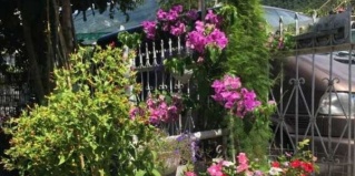 Гагра: Гостевой дом Уютный дворик