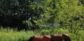 Григорчиково: Отель Берег приключений