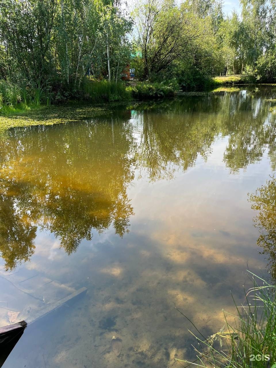 Березовая роща
