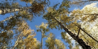 Аргаяшский район: Глэмпинг Holidays Forest