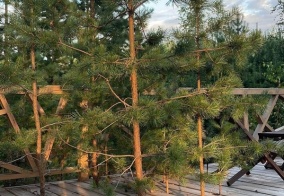 Глэмпинг Хвойный берег в Тюмени