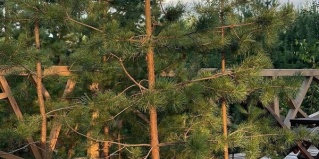 Тюмень: Глэмпинг Хвойный берег